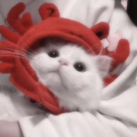 Meet your Posher, Abi - Picture 1 of 1